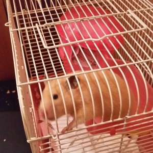 xamyak qızdı .insan la dostu dişləmir.  satıram setkasi ilə bir yerdə