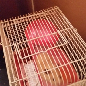 xamyak qızdı .insan la dostu dişləmir.  satıram setkasi ilə bir yerdə