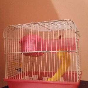 xamyak qızdı .insan la dostu dişləmir.  satıram setkasi ilə bir yerdə