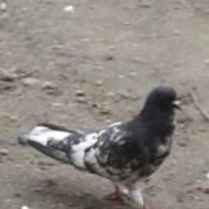 Salam ... Qara baw erkey satilir Tam saglamdi 16 t