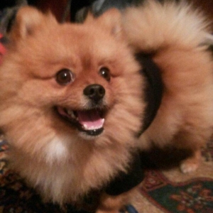 şpits erkekdi. 2.5 yaşi var cox aqilli insanla oynamaqi en cox uşaqlar