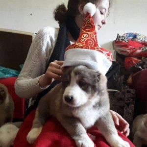 Alabay balalari satilir. Temiz qanli. Tam saglam 45 gunluy erkey