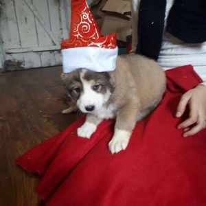 Alabay balalari satilir. Temiz qanli. Tam saglam 45 gunluy erkey