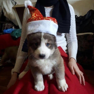 Alabay balalari satilir. Temiz qanli. Tam saglam 45 gunluy erkey