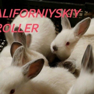 Mini Ferma ...Kaliforniyskiy broller sort dovshan balalari satìlir