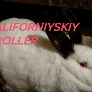 Mini Ferma ...Kaliforniyskiy broller sort dovshan balalari satìlir