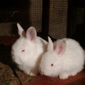 Mini ferma... Novozelanskiy ah nzb dovshan balalari satilir... Bir cut