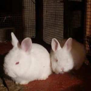 Mini ferma... Novozelanskiy ah nzb dovshan balalari satilir... Bir cut