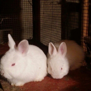 Mini ferma... Novozelanskiy ah nzb dovshan balalari satilir... Bir cut