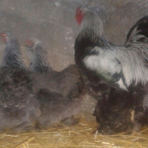 təmiz brama yumurtası satılır təzə və mayalı dəkildəki heyvanların yum