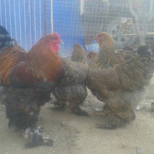 təmiz brama yumurtası satılır təzə və mayalı dəkildəki heyvanların yum