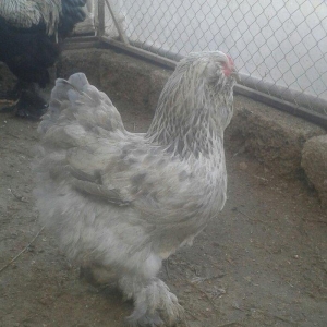 təmiz brama yumurtası satılır təzə və mayalı dəkildəki heyvanların yum