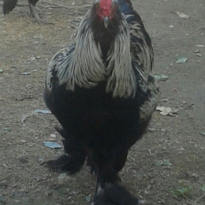 təmiz brama yumurtası satılır təzə və mayalı dəkildəki heyvanların yum