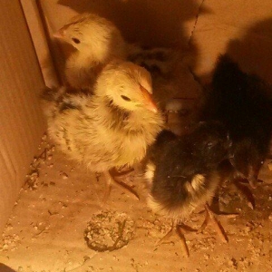 Salam.2eded gumuwu sibrayt cucedi ve 2 eded yaponka cucesi satilir.Ham