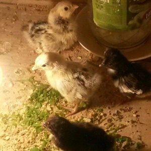 Salam.2eded gumuwu sibrayt cucedi ve 2 eded yaponka cucesi satilir.Ham