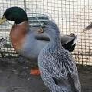 nadir rengde cöl ördeyi gümüşü reng jütlüy