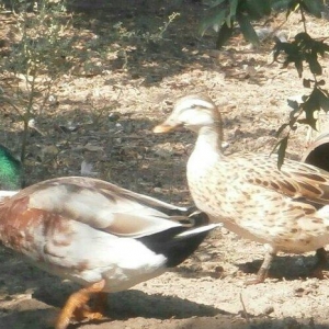 nadir rengde cöl ördeyi gümüşü reng jütlüyü bir jüt galdi real alijila