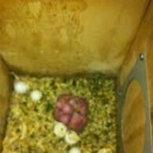 Hazir jüt ojerelovuy popugay satilir her rengde bala verir real erkeyi