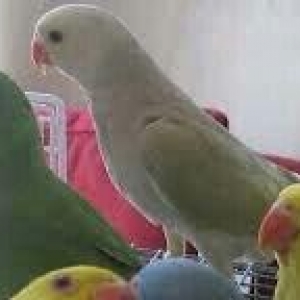 Hazir jüt ojerelovuy popugay satilir her rengde bala verir real erkeyi