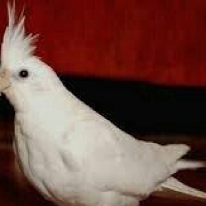 4 aylig popugay albinos korella tekdi erkeydi real