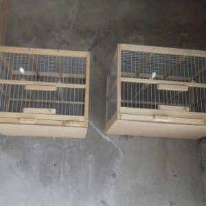 Hamya  Salam  Qəfəs biri 12 manat ikisini  ğöturən olsa  edirim  edərə