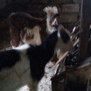 1erkek 2ksi disi anasl teze yerlidi.raslya sortudu.3cunu 300az.son qiy