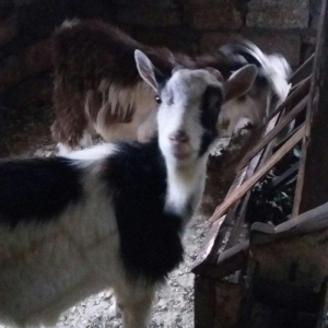 1erkek 2ksi disi anasl teze yerlidi.raslya sortudu.3cunu 300az.son qiy