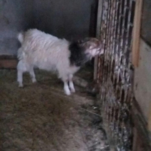 1erkek 2ksi disi anasl teze yerlidi.raslya sortudu.3cunu 300az.son qiy