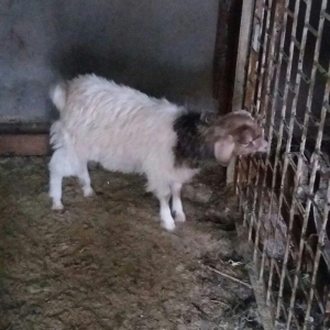 1erkek 2ksi disi anasl teze yerlidi.raslya sortudu.3cunu 300az.son qiy