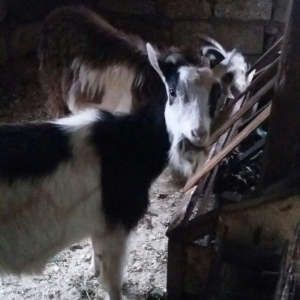 1erkek 2ksi disi anasl teze yerlidi.raslya sortudu.3cunu 300az.son qiy