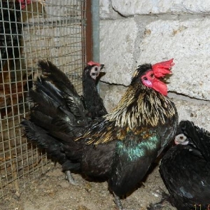 Iki  fere  1  xoruz   yaponkalar  satilir---fereler  yumurtdayir  cut