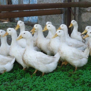 Temiz kuban sortu ordekler. 12 eded,unvan ;bine qes