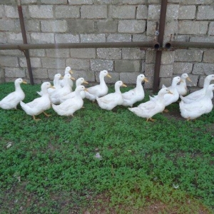 Temiz kuban sortu ordekler. 12 eded,unvan ;bine qes