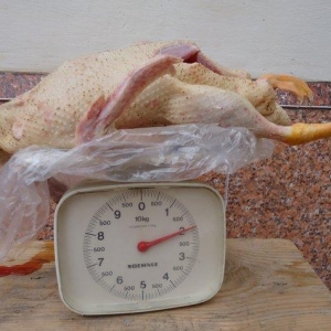 Temiz kuban sortu ordekler. 12 eded,unvan ;bine qes