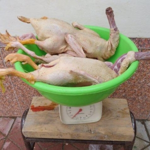 Temiz kuban sortu ordekler. 12 eded,unvan ;bine qes