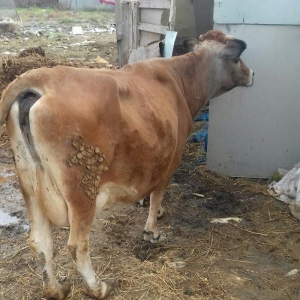 Bogazdi qapi malidi sakit heyvandi 9 litr sud verir doganda 12 litr ba