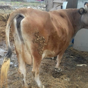 Bogazdi qapi malidi sakit heyvandi 9 litr sud verir doganda 12 litr ba