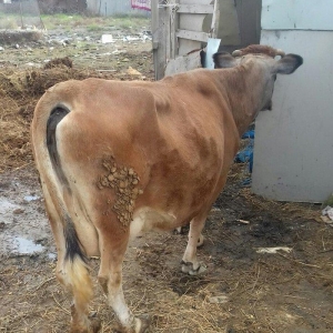 Bogazdi qapi malidi sakit heyvandi 9 litr sud verir doganda 12 litr ba