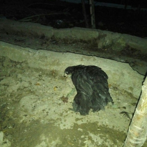 Heyrati 40 azn saglam brama temiz qan saglam 15 azn ucuz satiram