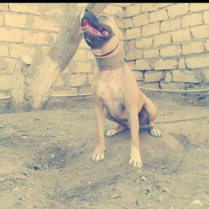 Pitbullar satilir ve ya barter.Temi paroda pitbullarin Drak ve Ce****an