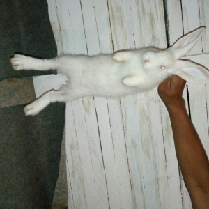 Velikan  balaları  satılır. 5  ədəddir hamsını  alana  1 əd - 20 man