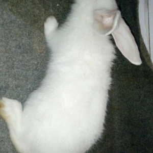 Velikan  balaları  satılır. 5  ədəddir hamsını  alana  1 əd - 20 man