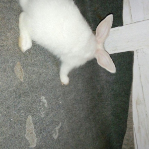 Velikan  balaları  satılır. 5  ədəddir hamsını  alana  1 əd - 20 man