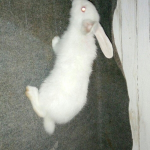 Velikan  balaları  satılır. 5  ədəddir hamsını  alana  1 əd - 20 man