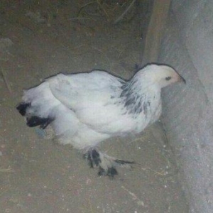 Brama  layt  satılır. 2  ədəd dişi fərə , qiyməti - 40 man.