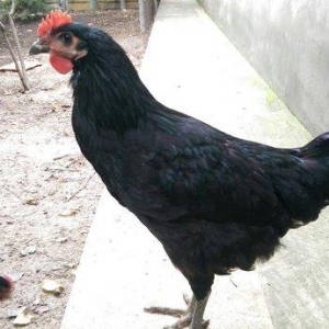 Saf qan Australorp beçeleri 4 ayliqdilar. Temiz cins, tam saglamdilar.