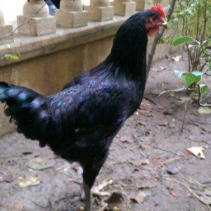 Saf qan Australorp beçeleri 4 ayliqdilar. Temiz cins, tam saglamdilar.