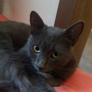 Korat cinsi ,şotland pisiyide deyilir 11 ayliq erkekdi her ay baytar h