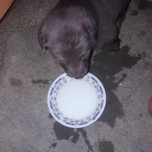 xaski Temiz  Qehveyi reng taniyan bilir barterde olnur iphone5s ile