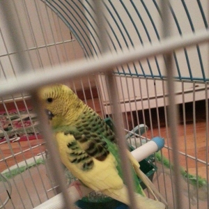 1 yaş yarımlıq dişi papuqay satilir qəfəsi v